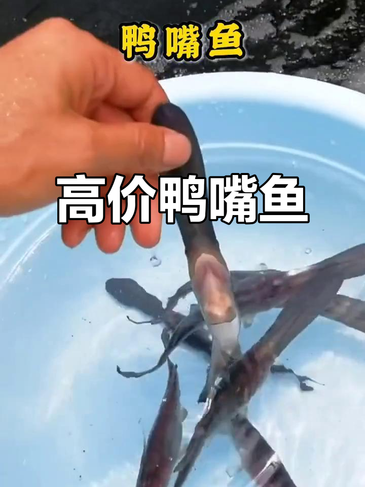 鸭嘴鱼:营养丰富,价格高昂的温顺水产