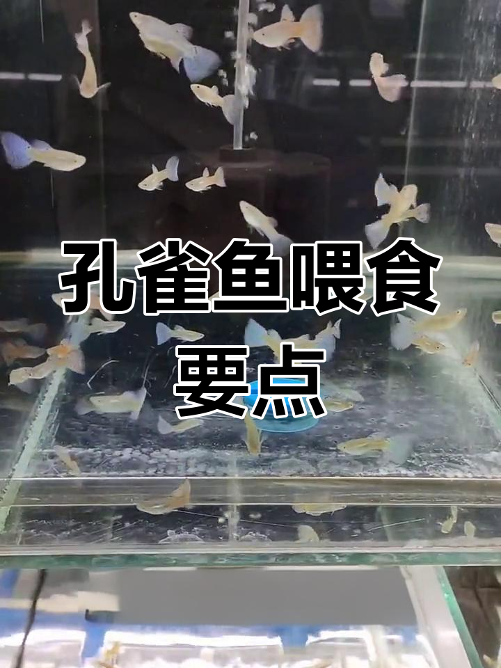 孔雀鱼喂食技巧:成鱼与苗鱼的正确喂养方法