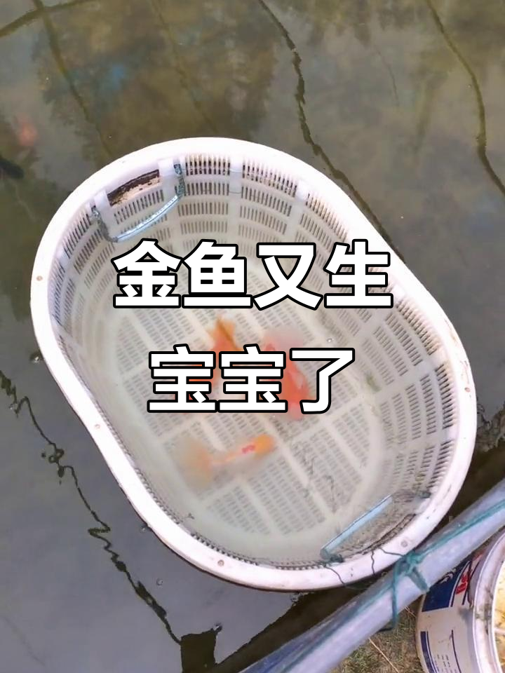 泰狮金鱼再次产卵，鱼籽满满一缸！