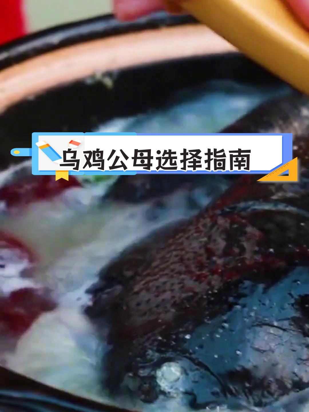 原种与杂交乌鸡的区别