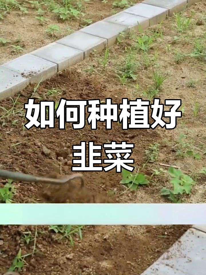 韭菜种子催芽技巧,掌握这些让出苗更整齐