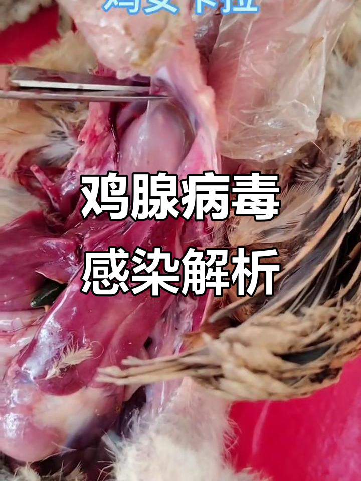 鸡腺病毒有多种，心包积液肝炎只是其中一种