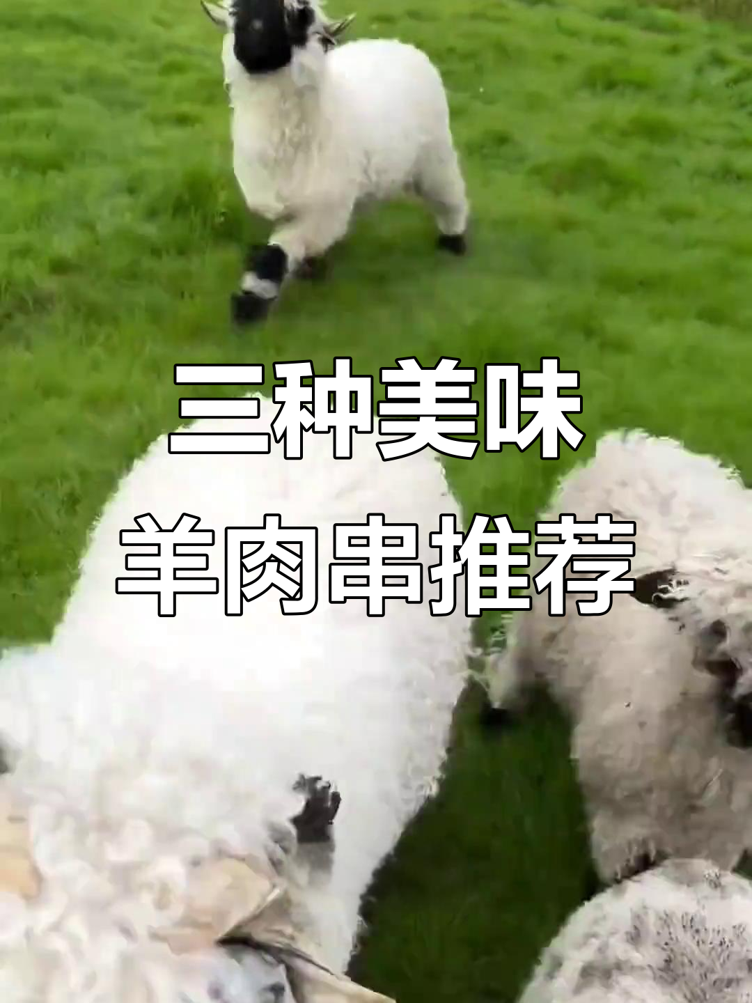 瓦莱黑鼻羊、阿勒泰大尾羊和南疆黄羊肉质对比,哪种最适合烧烤?
