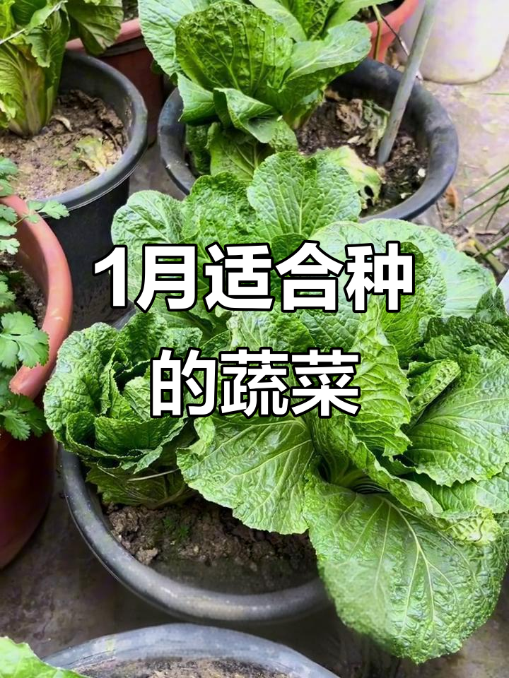 一月份种菜全攻略,哪些蔬菜最适合播种?