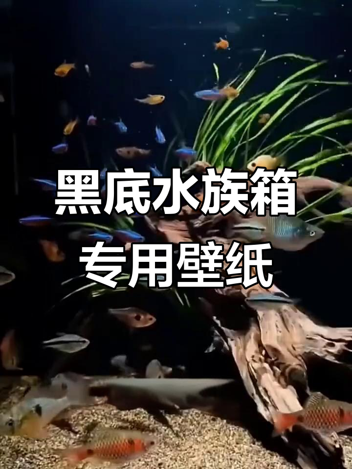 鱼缸黑色背景贴纸,打造鱼儿安全与色彩并存的完美环境