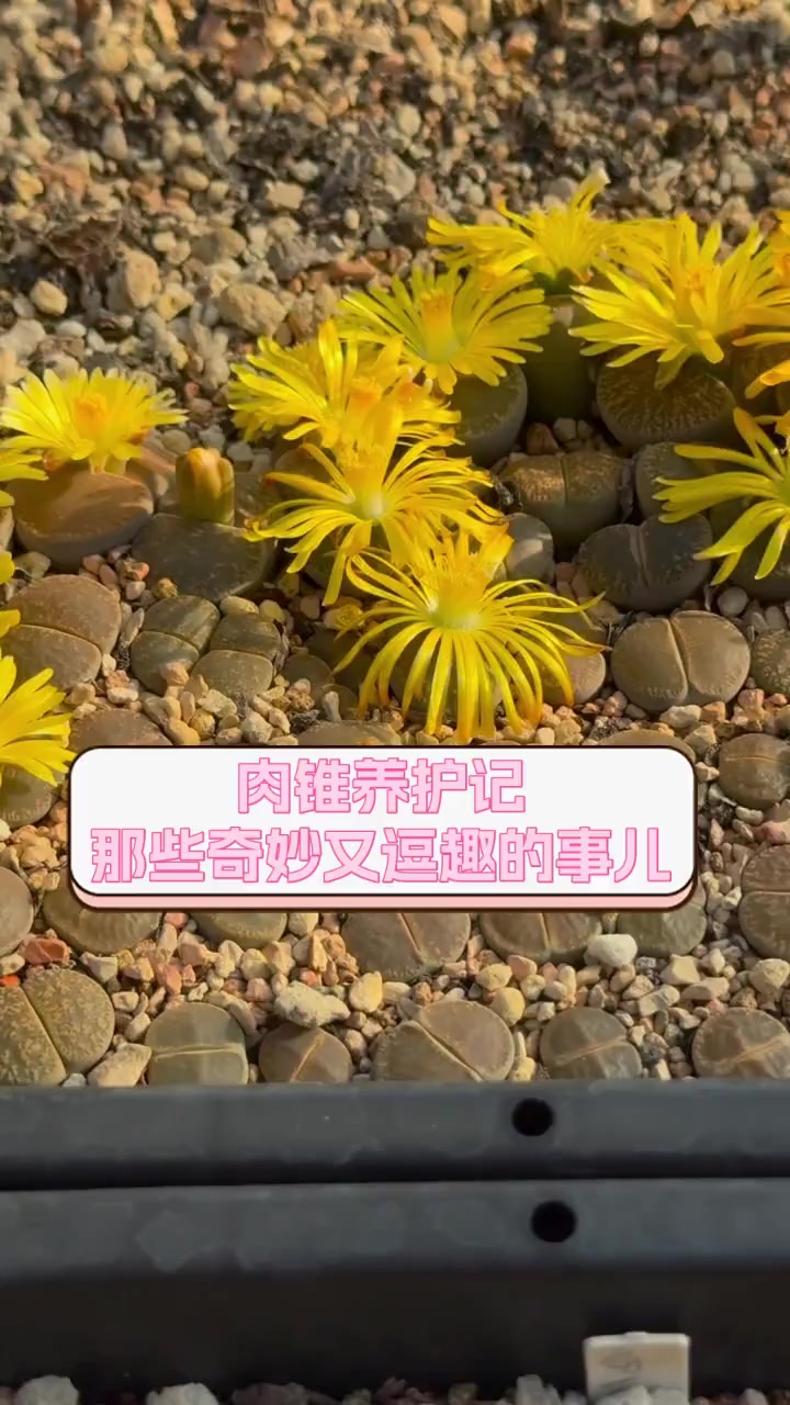 肉锥养护记,那些奇妙又逗趣的事儿