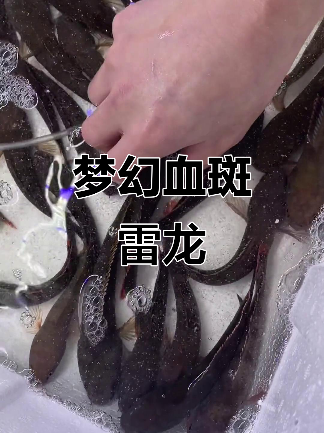 梦幻血斑雷龙鱼,你见过吗?