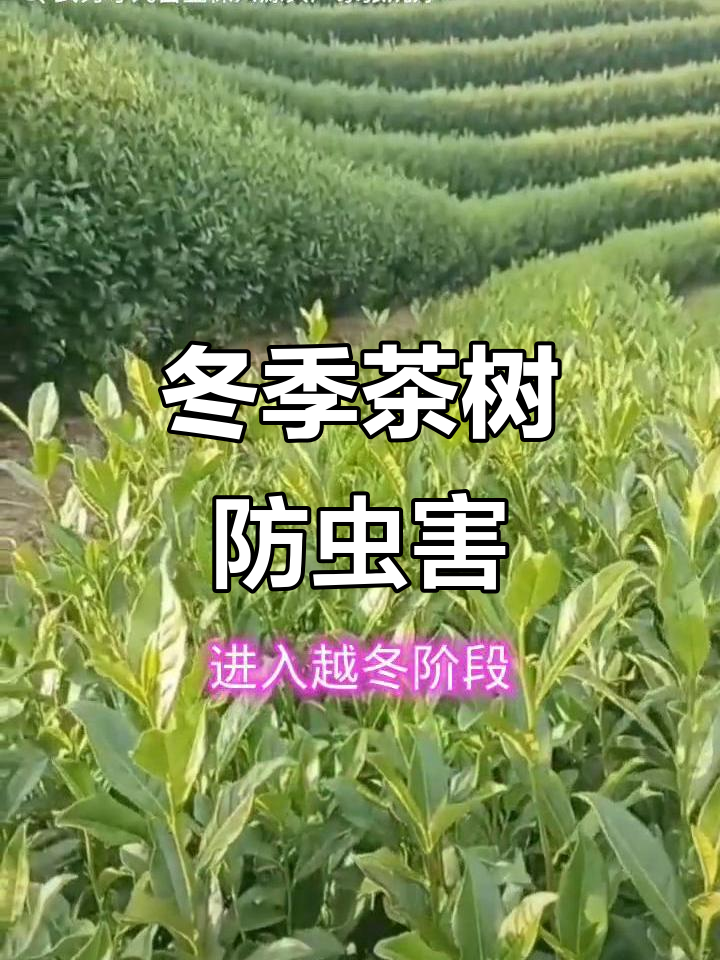 冬季茶园管理技巧,如何防治病虫害