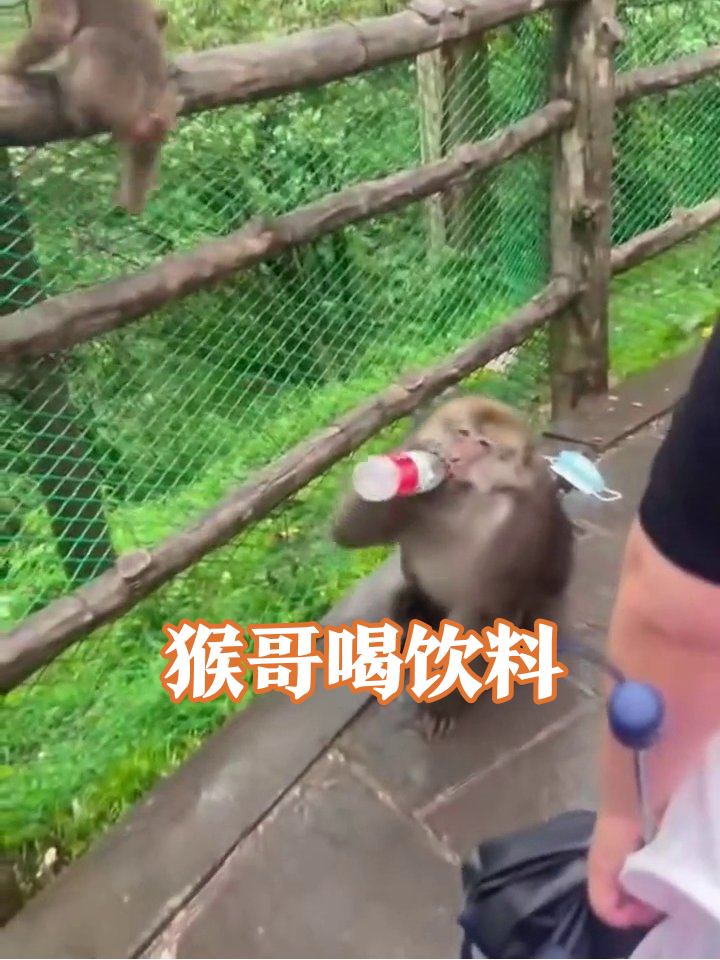 猴子成精抢水瓶！仰头吨吨喝出表情包，游客看呆
