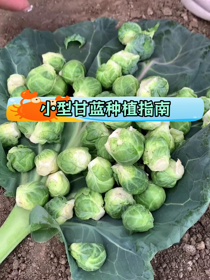 早春必种!迷你甘蓝菜推荐