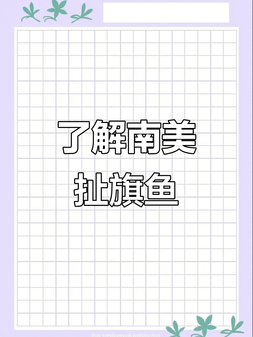 南美扯旗鱼大揭秘,新手养鱼的必看指南