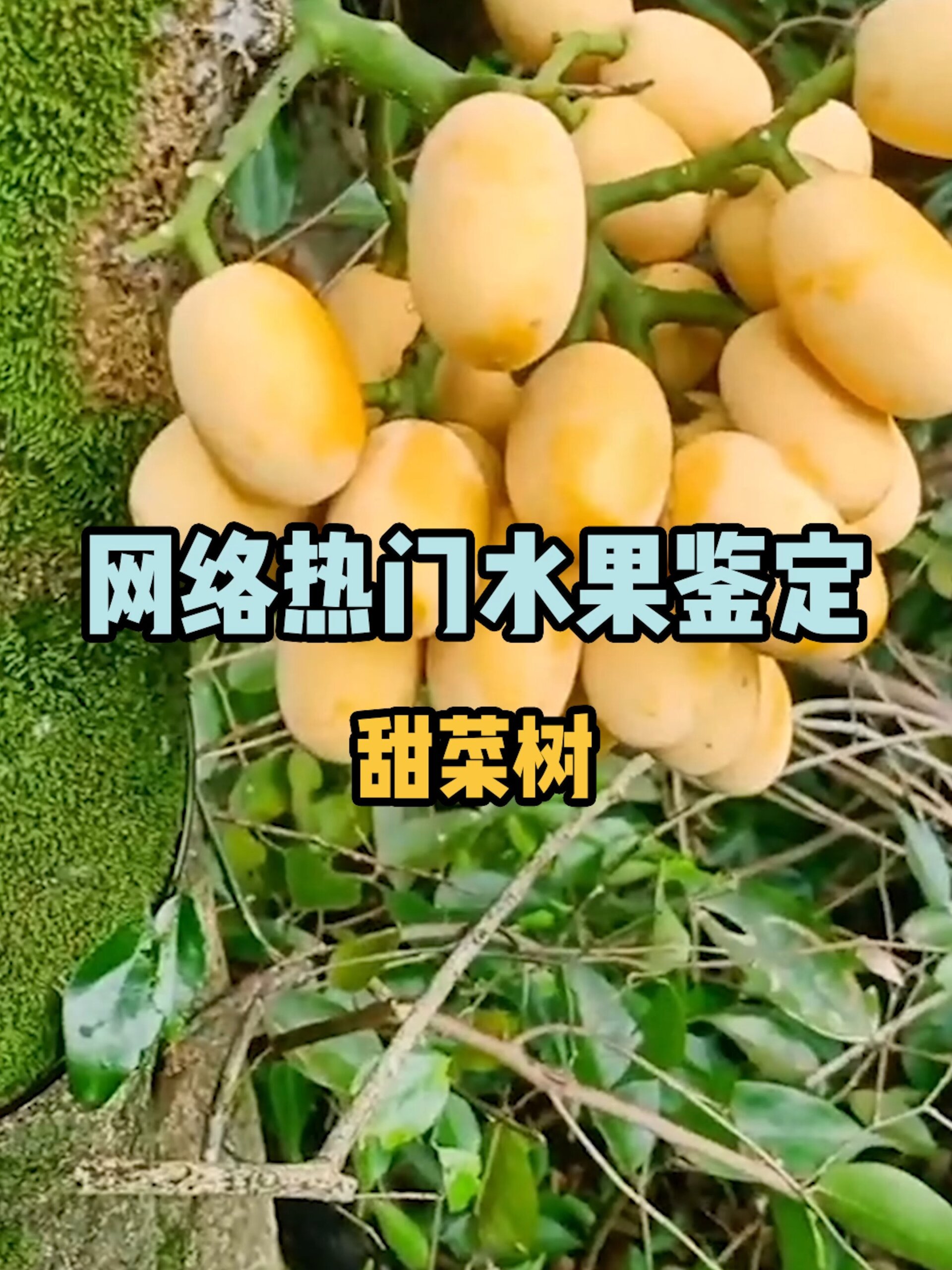 鉴定网络热门水果之甜菜树