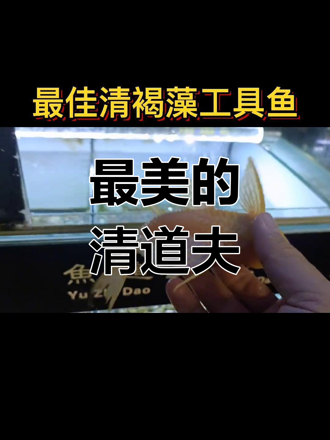 黄金女王清道夫:美丽又勤劳,缺点是能吃能拉