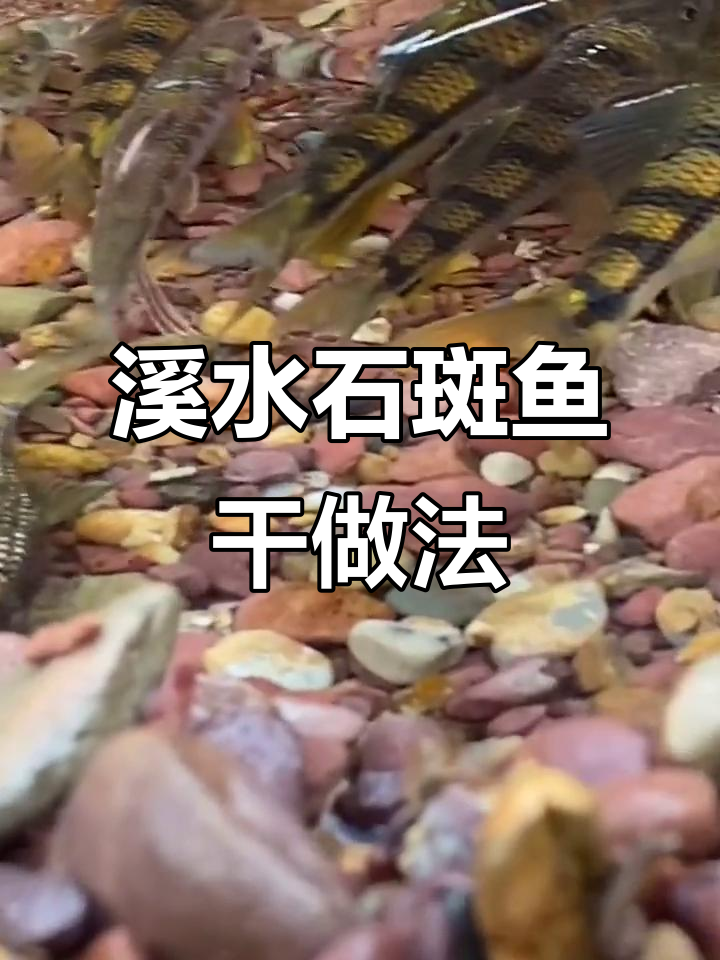 正宗溪水石斑鱼干制作,原汁原味无油盐烤制