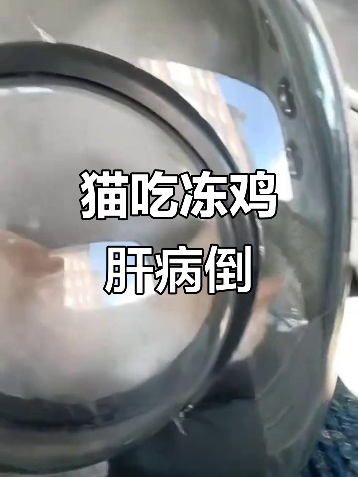 猫咪误食冻鸡肝后生病,宠物医院花费半个月收入