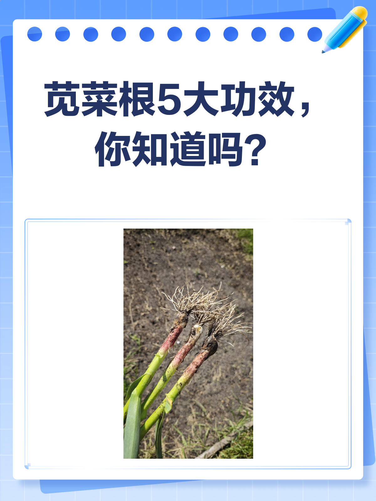 苋菜根居然这么有用?快来了解它的5大功效!