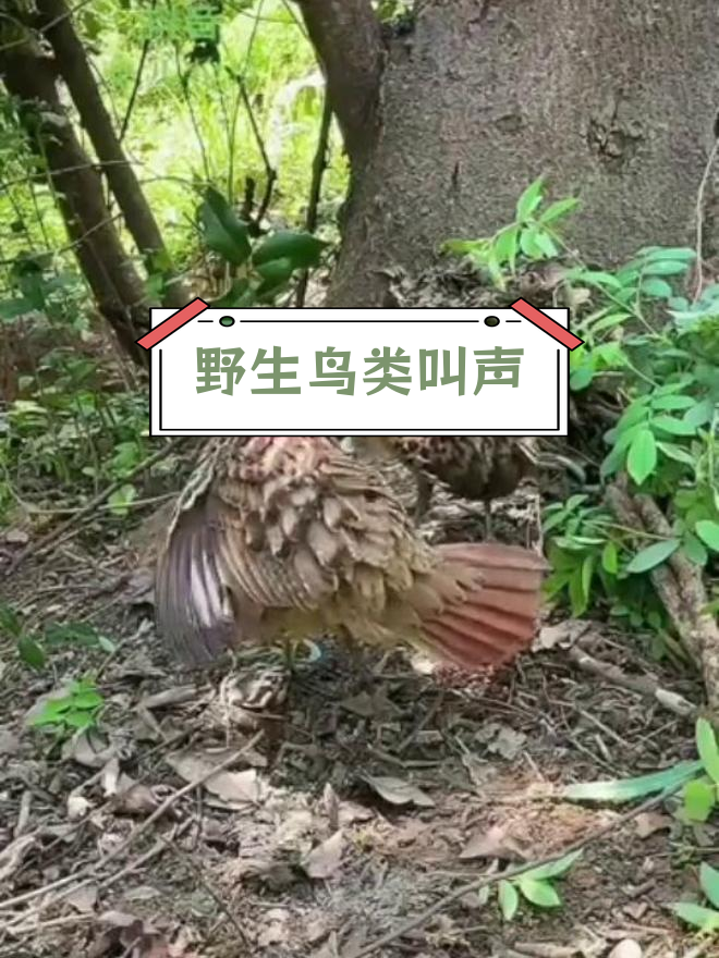 竹鸡呼唤同伴,鸟语悠扬