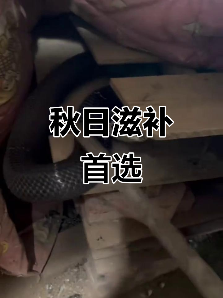 秋季滋补,蛇汤最佳选择,搭配甲鱼或鸡更美味