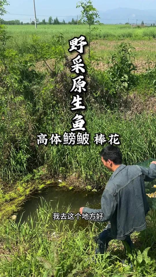 创作灵感 野采原生鱼了,高体鳑鲏这发色还不错吧?养鱼日记 野采原生鱼 鳑鲏