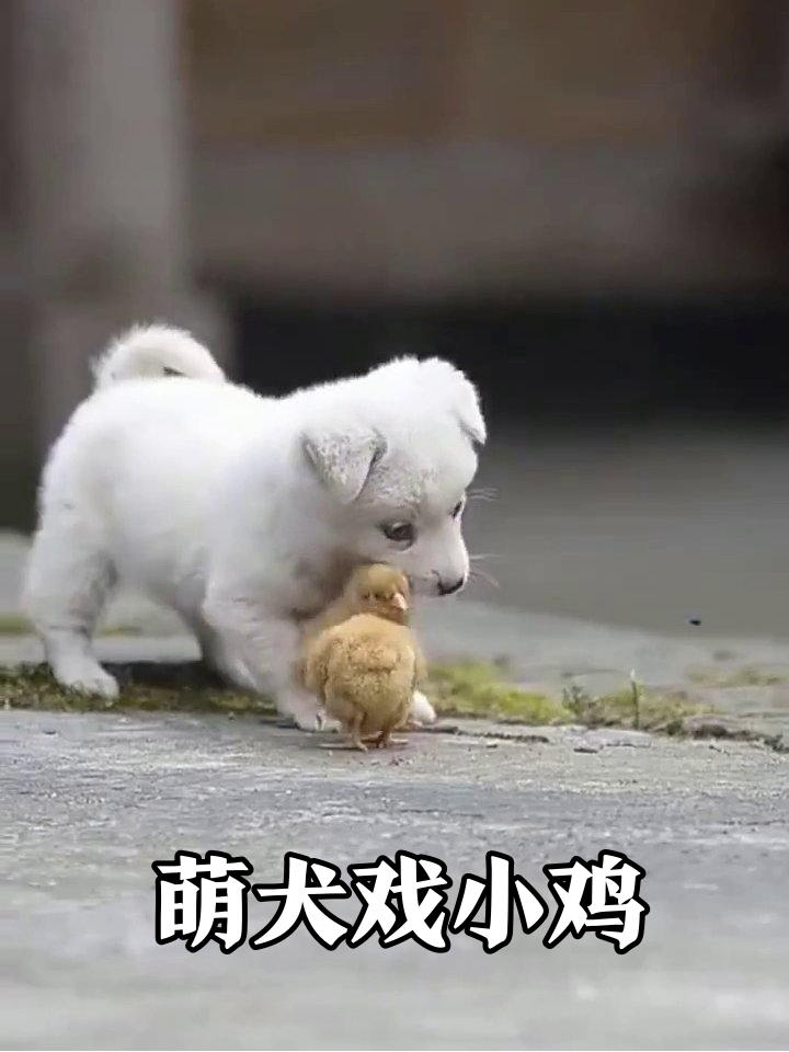 小白狗硬撩小鸡群，灰猫急出表情包