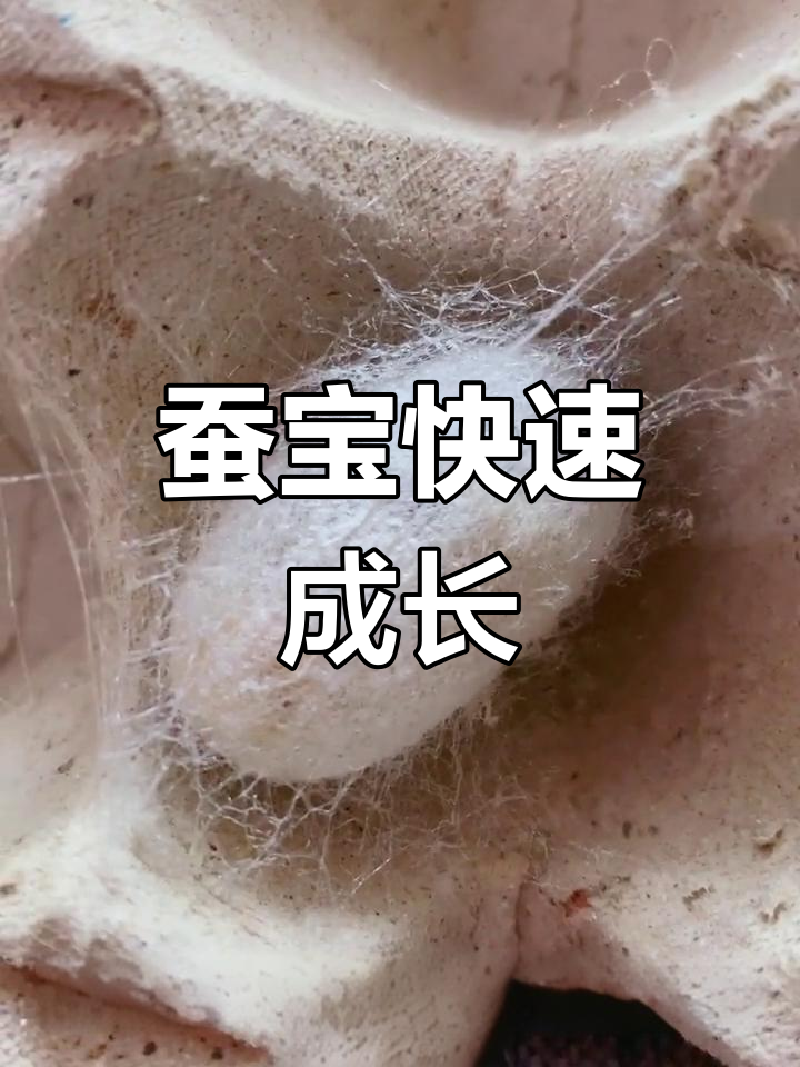 蚕宝宝吃得多,结茧快!鸭蛋壳更合适它的大体型
