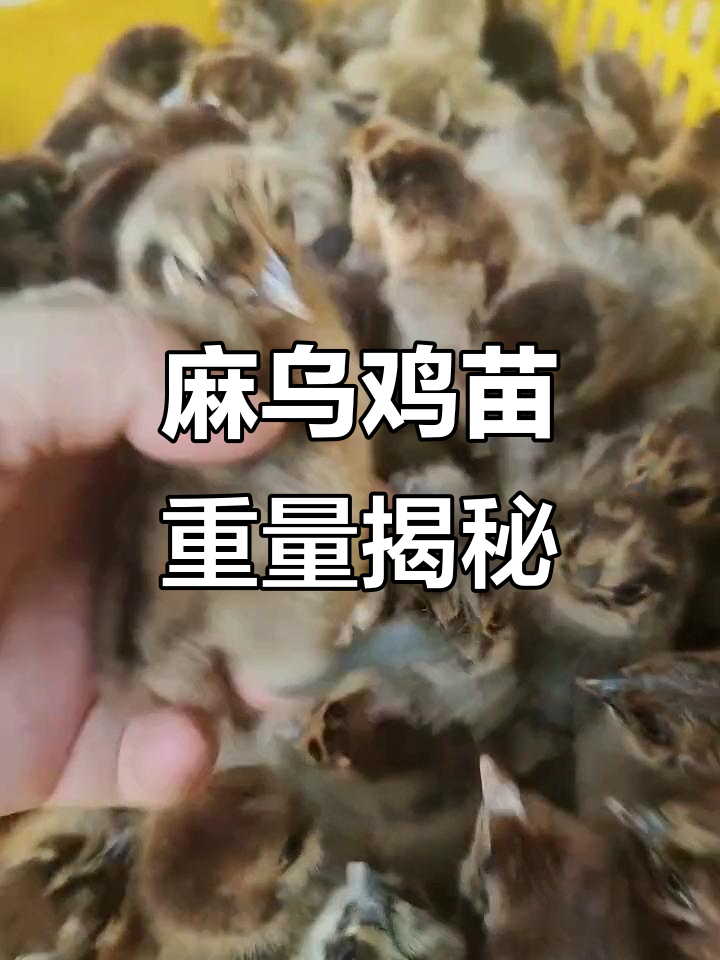 麻鸡苗成长记:公母体重差异大,最大可达七八斤