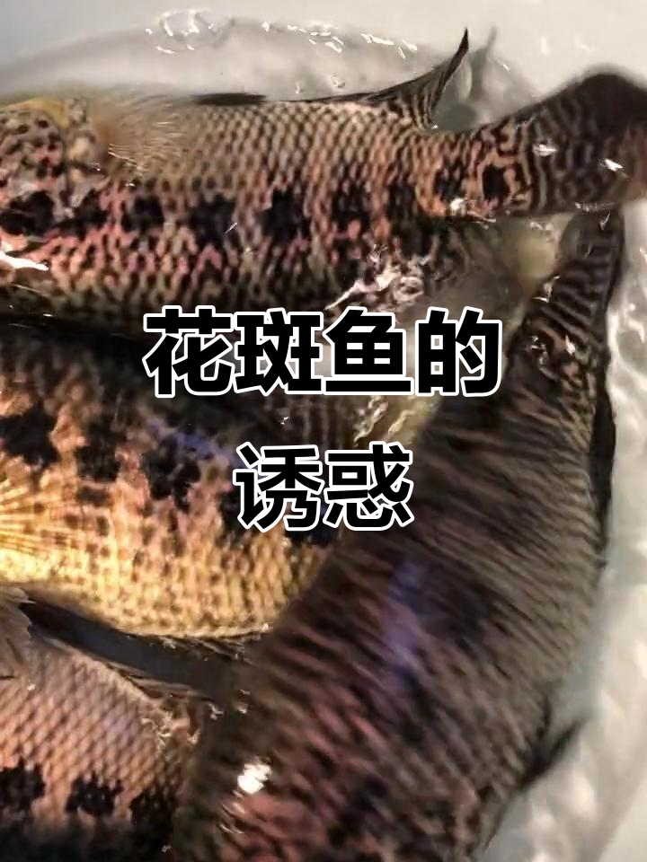 花斑鱼难钓,但肉质鲜美无刺,寻觅它的过程充满挑战与乐趣