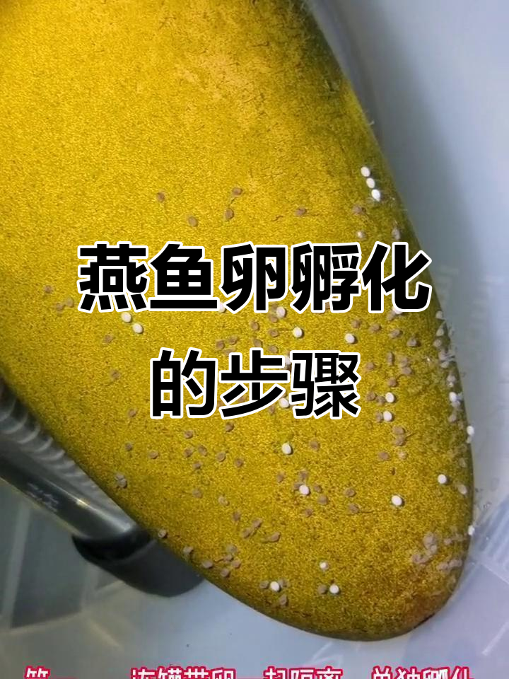 燕鱼卵孵化全流程，轻松学会养小鱼苗