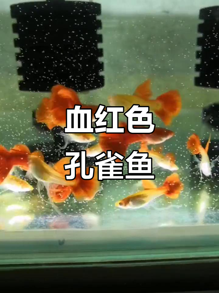 血红断带孔雀鱼,色彩鲜艳惹人爱