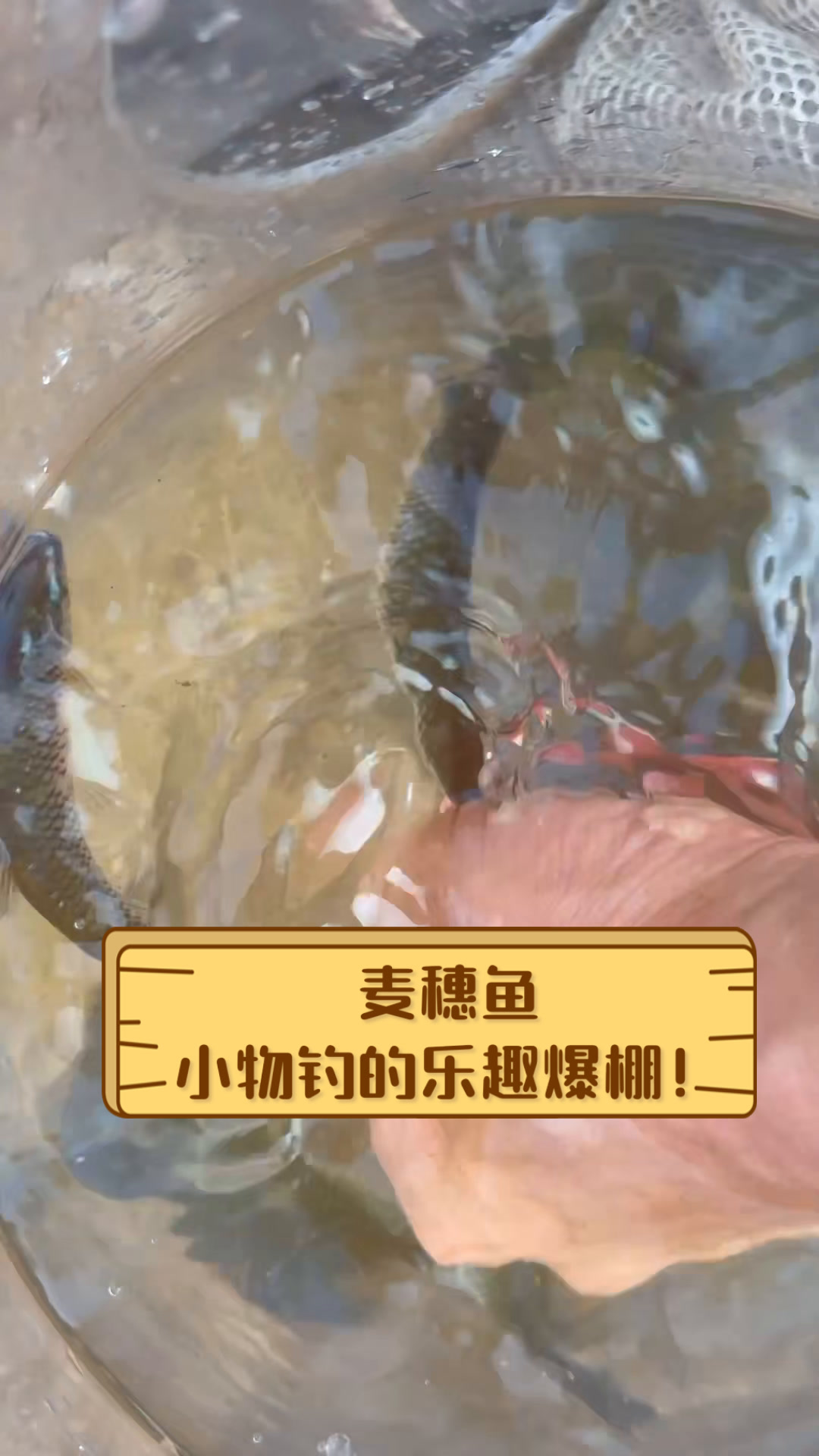 麦穗鱼,小物钓的乐趣爆棚!