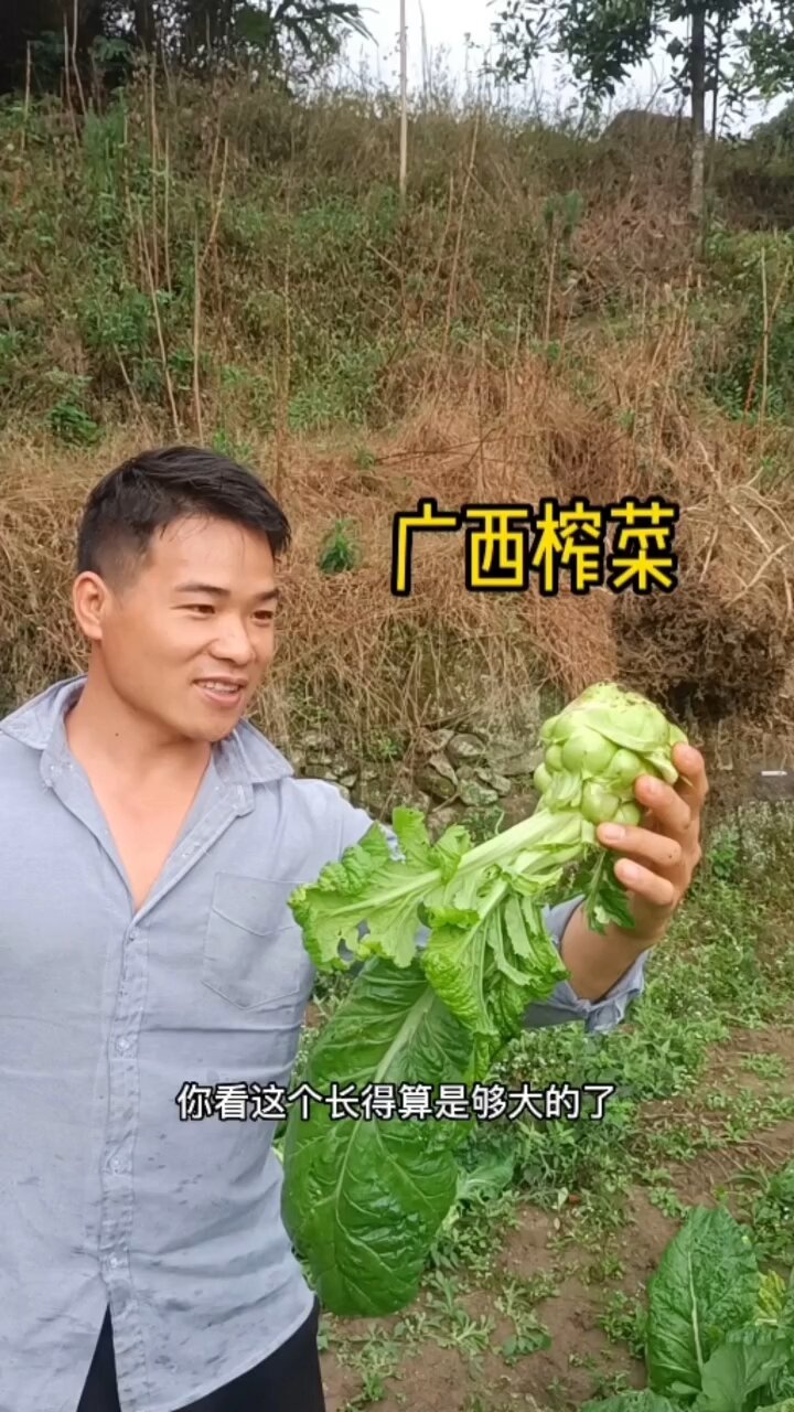 自己种的广西榨菜头