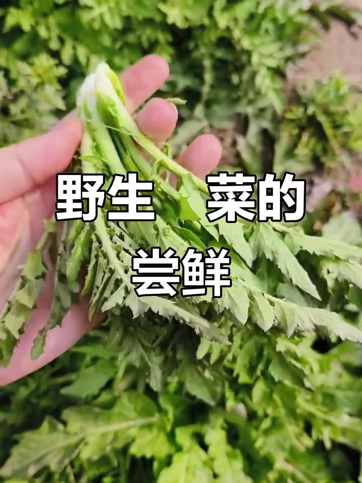 江边野蔊菜丰收，尝试清炒，味道令人期待！
