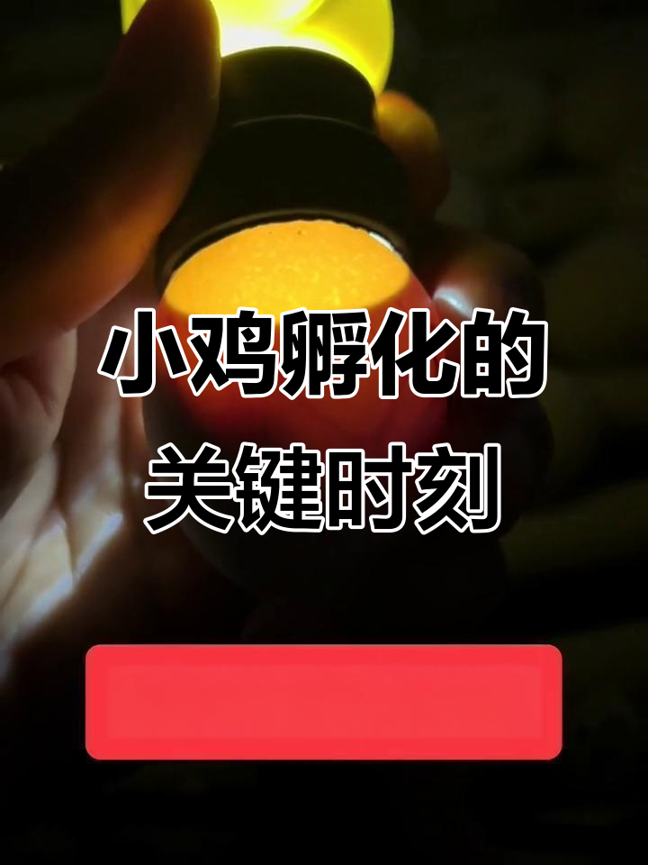 孵化过程全揭秘:从第十七天到破壳,小鸡成长全过程