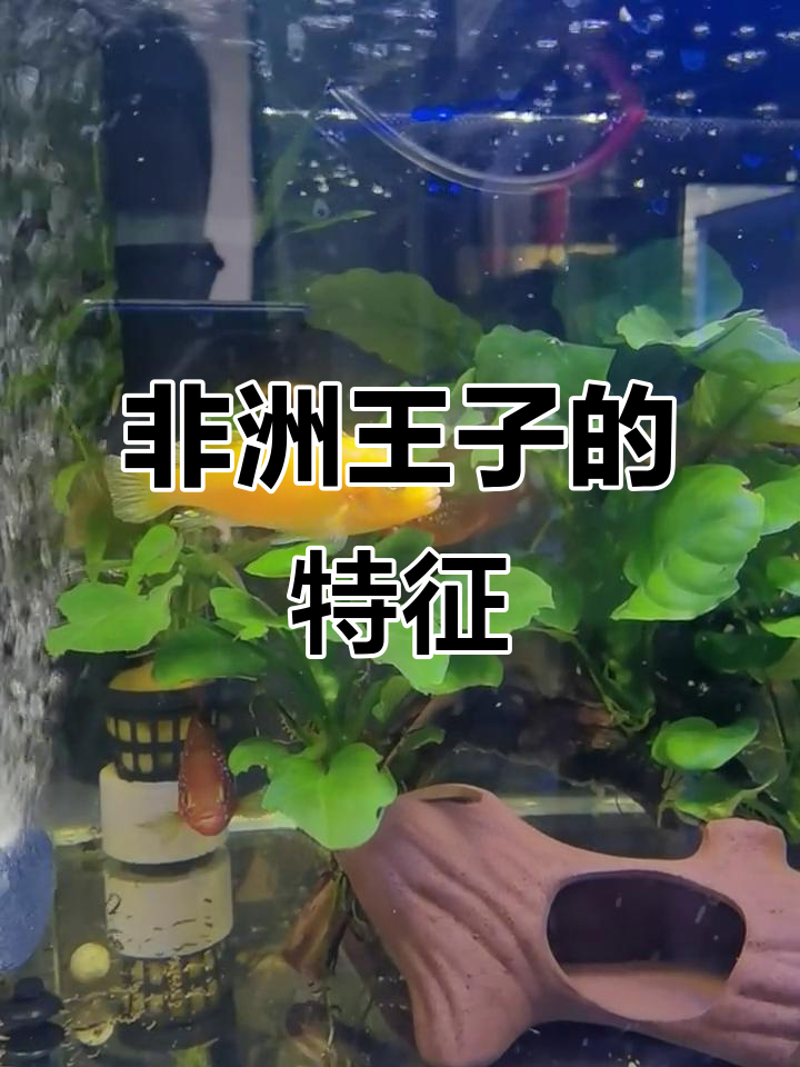 非洲王子鱼，橙黄带黑纹，体型小巧，雄性更大