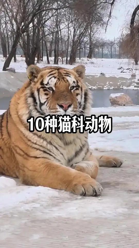 现存体型最大的十种猫科动物,狮子跟老虎就是最大的吗