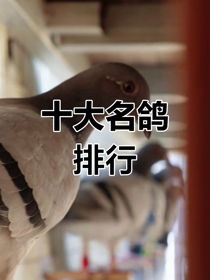 信鸽品种排名前十