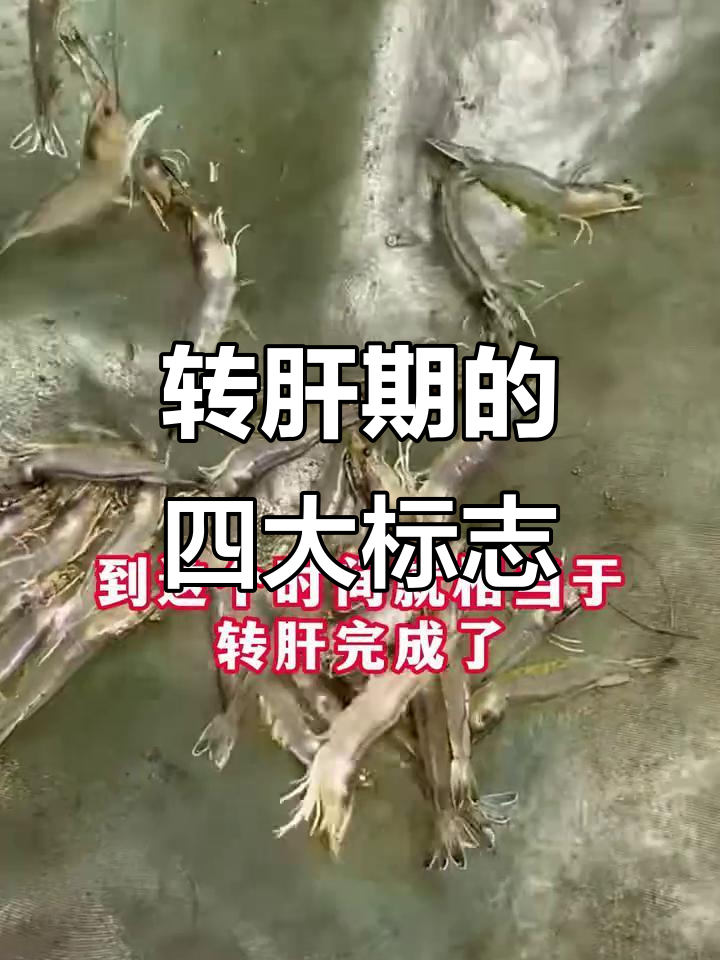 虾子转肝期四个关键阶段,了解这些变化