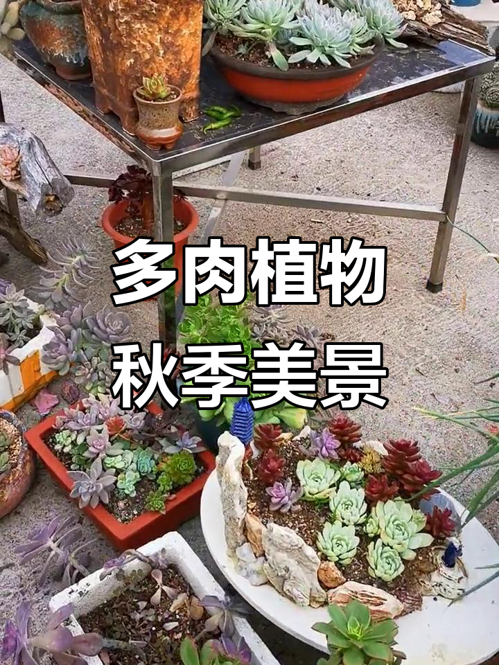 秋天的多肉花园,享受自己的小院时光