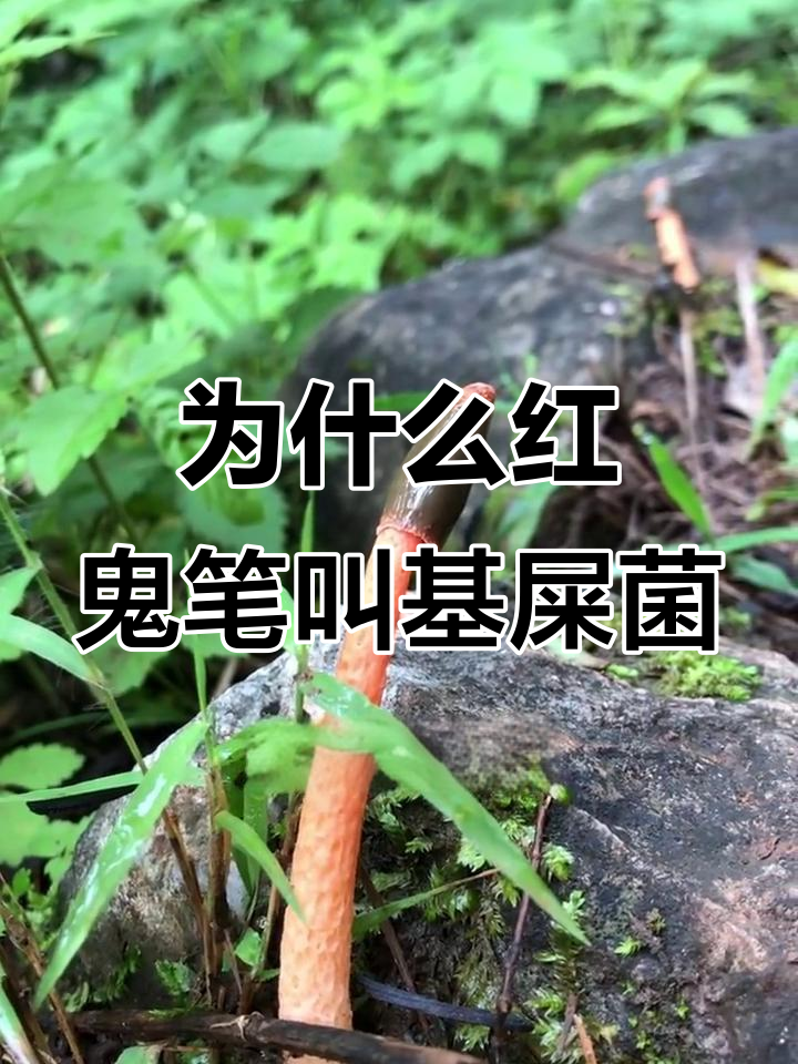 红鬼笔为何被称为鸡屎菌?揭秘真菌的奇特名字由来