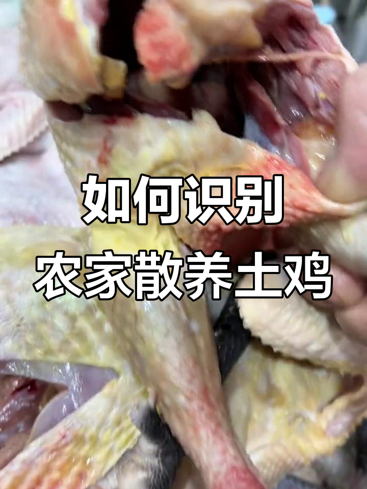 农家散养土鸡揭秘:如何辨别正宗草鸡肉质