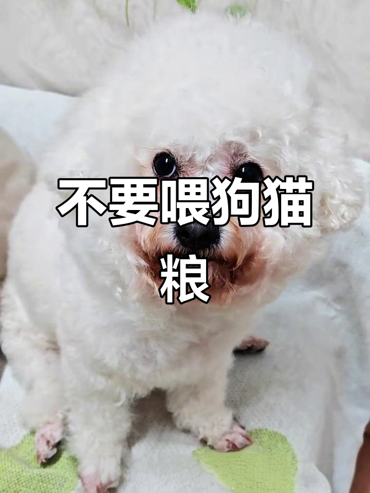 给狗子吃猫粮,结果变这样了!比熊遭罪两个月