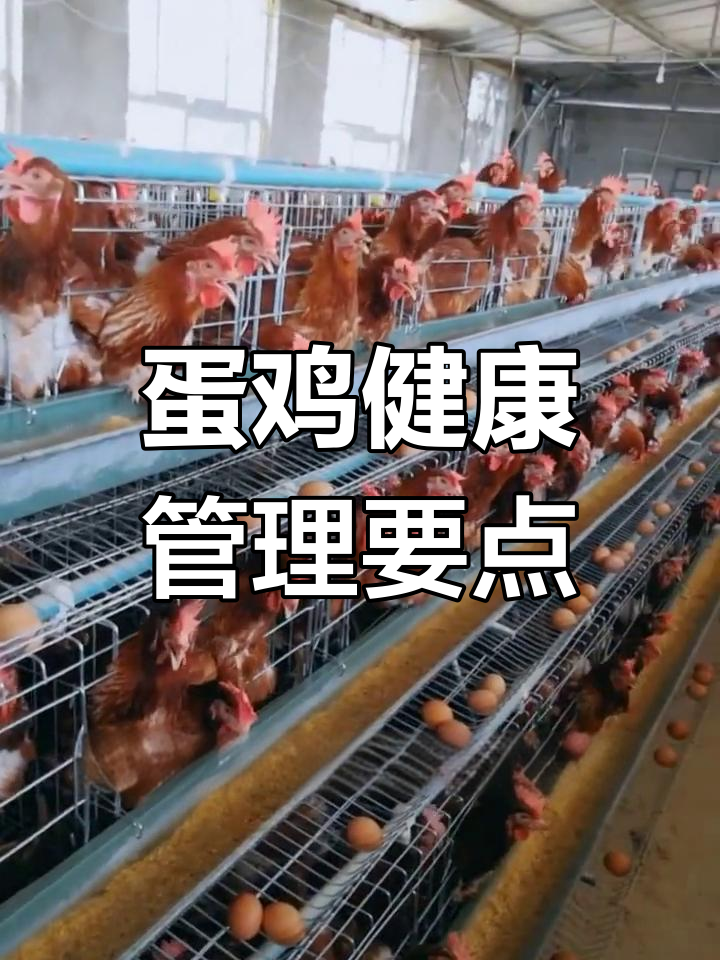 蛋鸡养殖中常见问题解析:心肌胃炎与粪便异常