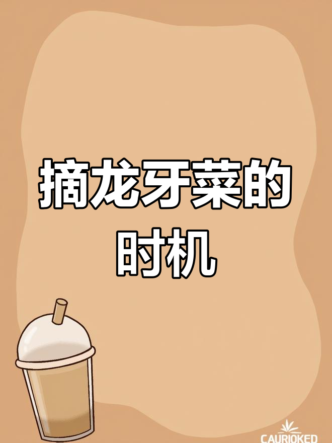 龙牙菜育苗与采摘技巧