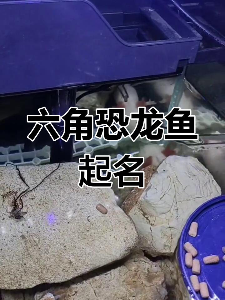 六角恐龙鱼喂食大挑战,霸气与外肉的对决