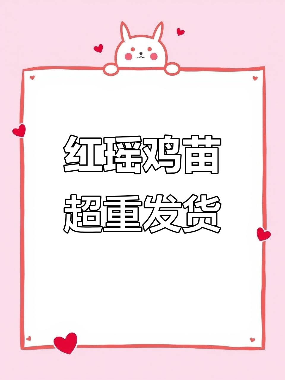 每只红瑶鸡苗都超过半斤,养殖创业新机遇