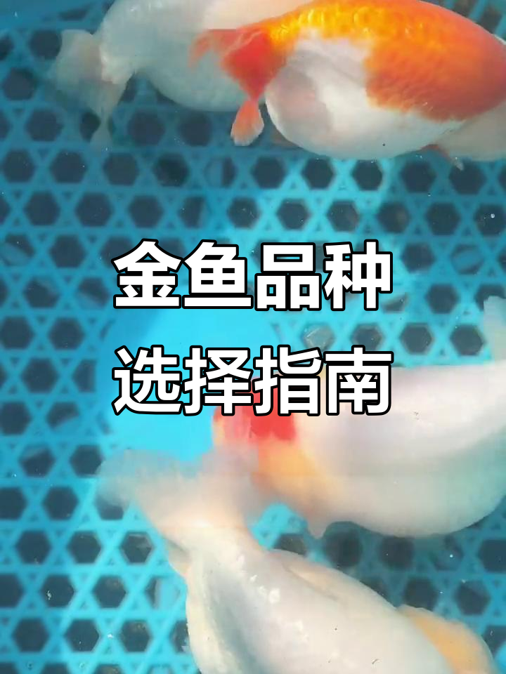 了解金鱼品种特点，选对适合你的兰寿