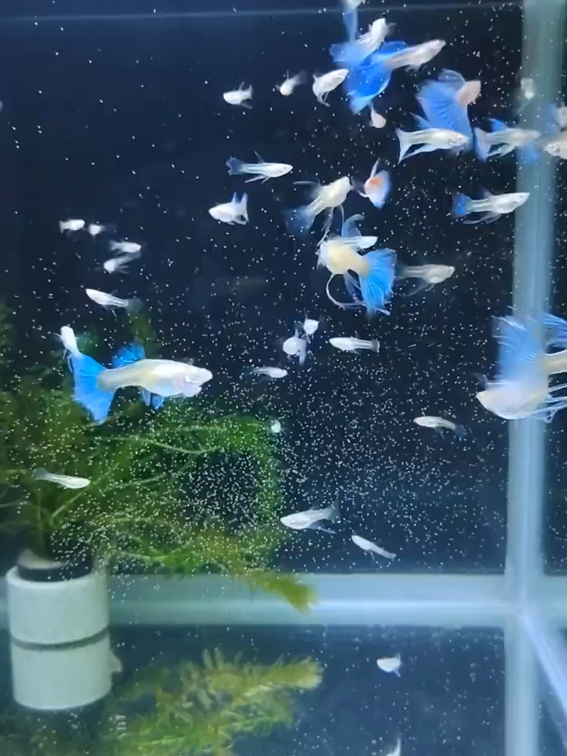 小鱼苗要怎么才能养活?