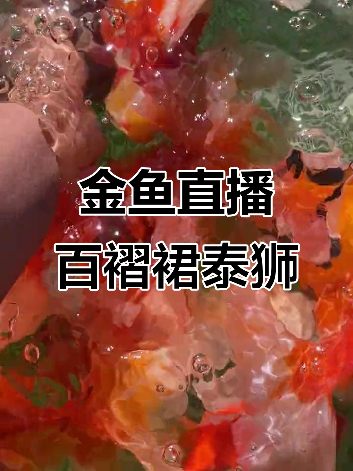 百褶裙泰狮与热门音乐,金鱼直播带来新体验