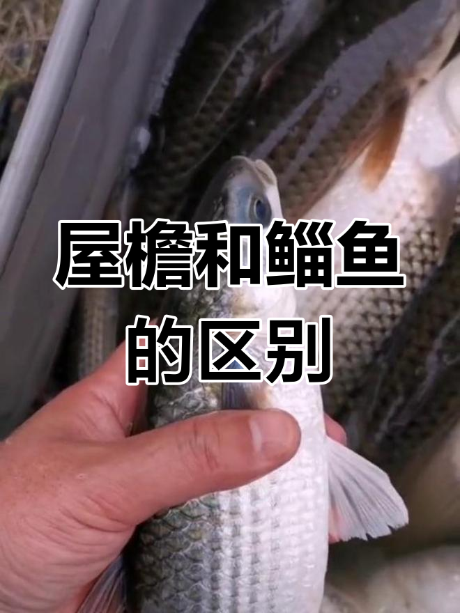 屋檐与鲻鱼的差异解析
