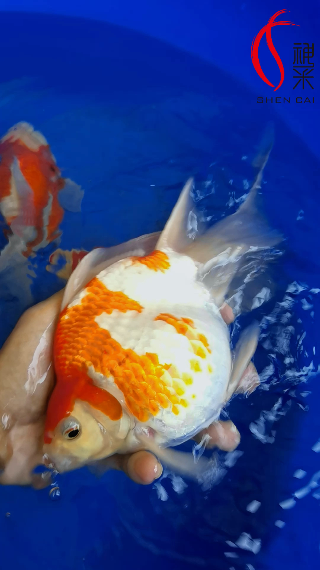 圆嘟嘟的小金鱼～日本佐藤玉鲭